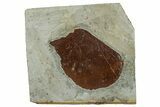 Fossil Leaf (Beringiaphyllum) - Montana #262501-1